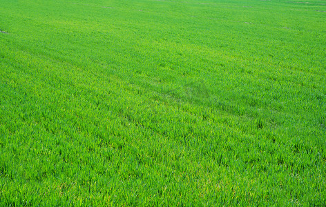 绿色小麦田摄影图