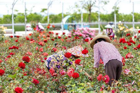 人物鲜花摄影照片_人物鲜花和花农摄影图