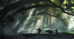 福建泉州自然风光森林摄影图