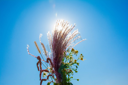 花朵花束阳光摄影图