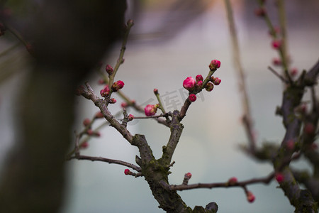 腊月凝寒摄影照片_杭州植物园风景红梅花苞摄影图