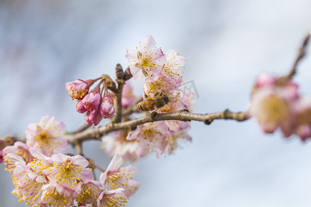 盛开桃花花枝特写自然风景摄影图