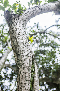 白天植物树木自然风景摄影图