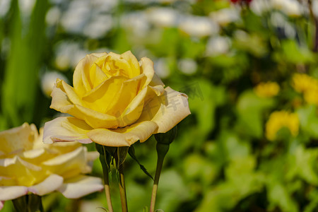 黄色玫瑰花摄影图