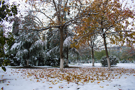 小雪印章摄影照片_校园雪景摄影图