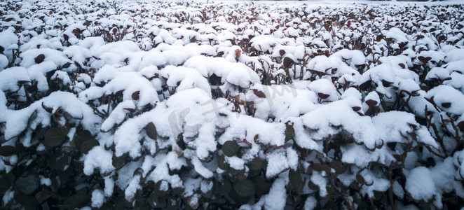 严冬摄影照片_冬天雪后植物自然风景摄影图