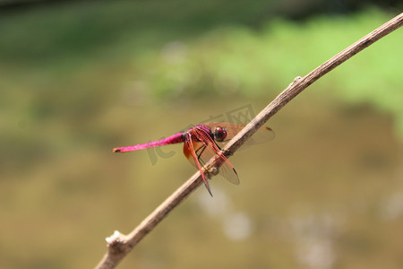 酥麻蜻蜓图片