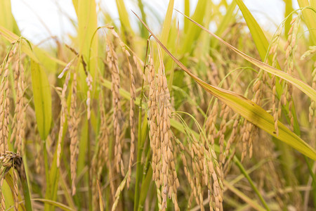 水稻摄影图