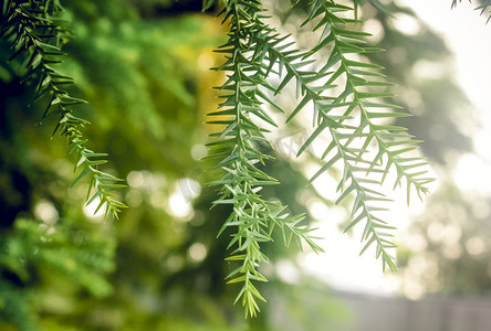 针状绿色植物自然风景摄影图