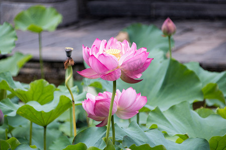 夏天摄影照片_粉色荷花摄影图