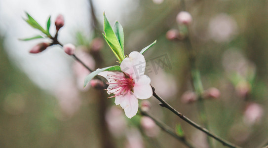 春天桃花花朵自然风景摄影图