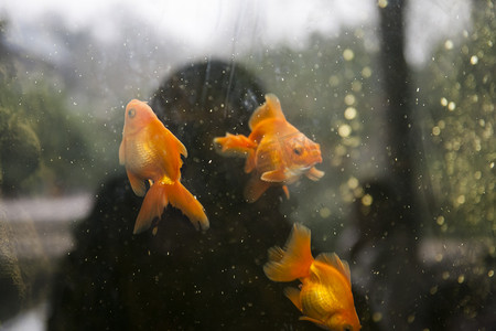 金鱼观赏鱼类摄影图