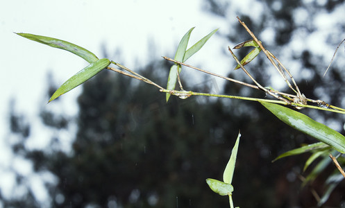 雨天竹子竹叶摄影图