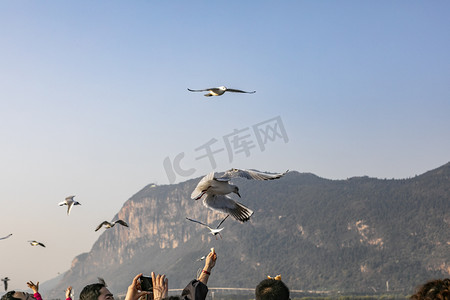 滇池海鸥摄影照片_云南滇池湖上飞翔海鸥摄影图