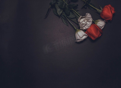 暗调玫瑰花背景摄影图
