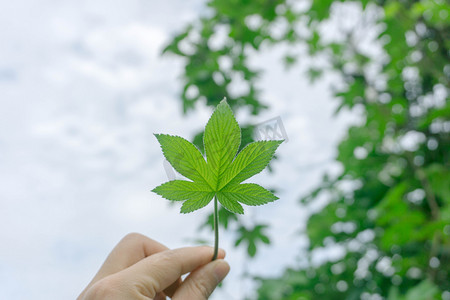 小清新夏季服装摄影照片_小清新树叶摄影图