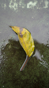 雨天后地面树叶自然风景摄影图