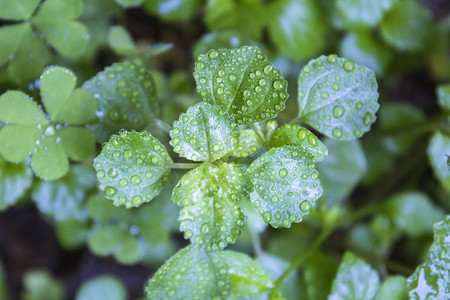 被雨水打湿植物摄影图