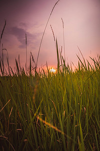 夕阳小草摄影图