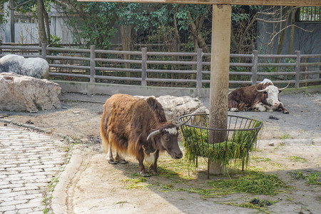 上海动物园正在吃草牦牛摄影图