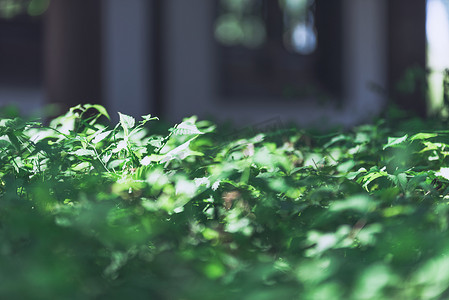 植物阳光摄影照片_草叶与阳光摄影图