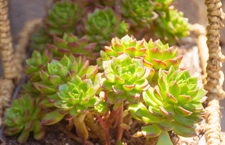 植物阳光摄影照片_阳光下可爱多肉植物摄影图