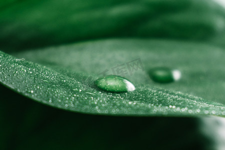 寒露摄影照片_雨中树叶水珠摄影图