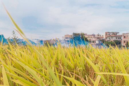 成熟农作物黄色水稻摄影图