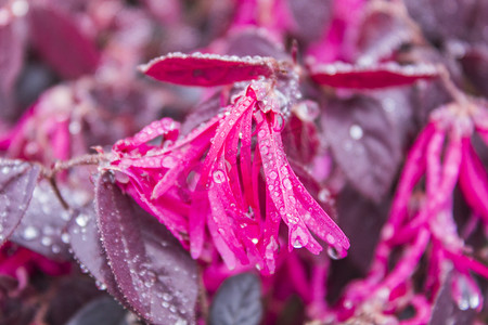 红花檵木上雨水摄影图