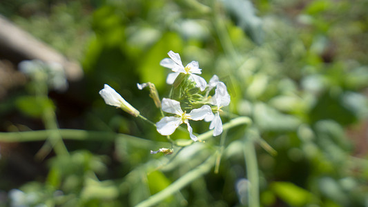 白色花朵植物自然风景摄影图