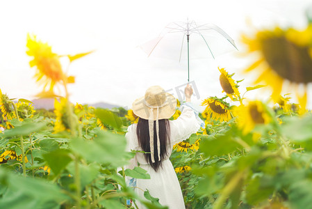 背影png摄影照片_向日葵花海里少女的背影