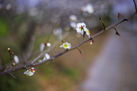 金线梨花摄影照片_春天白色梨花自然风景摄影图