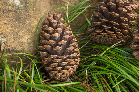 一颗干枯松果摄影图