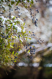 冰雪女神摄影照片_冬天冰雪野果子摄影图