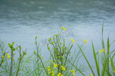 河边的绿色植物油菜花