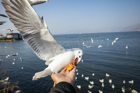 大海湖泊海鸥喂食摄影图
