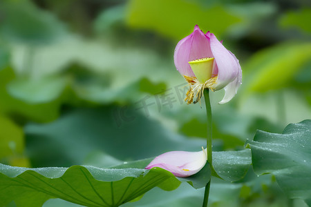 荷花莲蓬摄影图