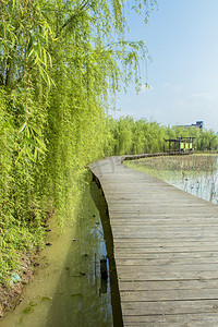 清明节的柳树摄影照片_延长的木板桥摄影图