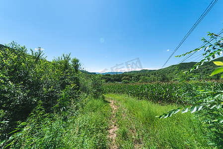 林地里翠绿草坪摄影图