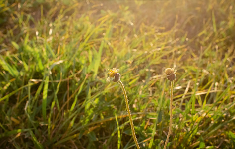 小白花小雏菊特写摄影图