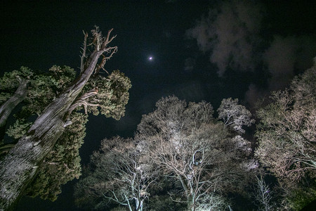 大树摄影摄影照片_夜景城市夜景摄影图