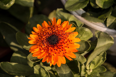 重阳节花摄影照片_橙色非洲菊花花朵自然风景摄影图