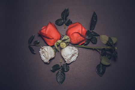 玫瑰花组合摄影照片_花朵组合玫瑰花摄影图