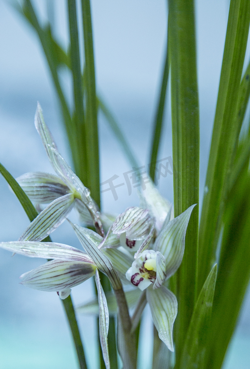 兰花草之韵高清摄影大图 千库网