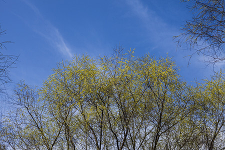 蓝天树木仰拍自然风景摄影图