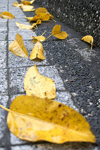 黄色手绘飘带摄影照片_地面黄色落叶摄影图