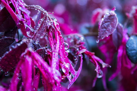 雨纷纷摄影照片_红花檵木上水珠摄影图