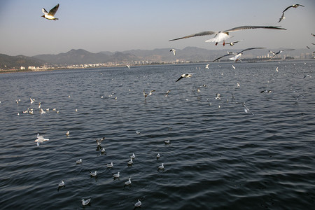 海鸟摄影照片_湖泊上飞翔海鸥摄影图