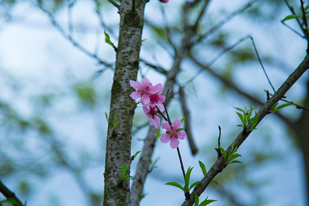树上桃花摄影图