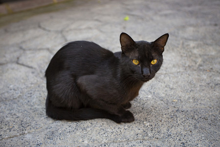 一只小黑猫摄影图